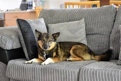 Ruotsalainen Vallhund sohvalla