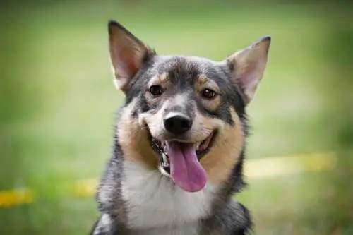 Gelukkig Zweeds Vallhund-hondengezicht van dichtbij