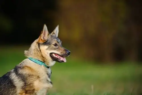 Potret Vallhund Swedia