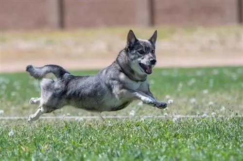 Vallhund sueco correndo ao ar livre