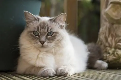 Cat Ragdoll Blue Lynx - Fakte, Origjina & Histori (Me foto)