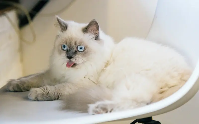 Gato Ragdoll de punto azul