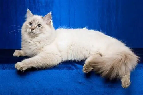 Blue Point Ragdoll Cat: Fakty, pôvod & História (s obrázkami)