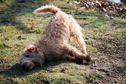 nat hond wat in die gras rol