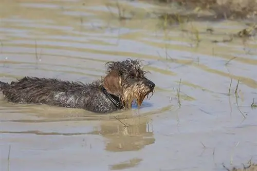 chó dachshund bơi trên sông