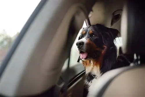 Como proteger seu carro contra cães e manter seu animal de estimação seguro & Seguro