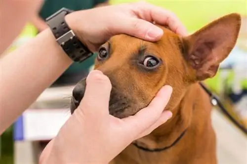 Pourquoi les yeux de mon chien sont rouges & Injectés de sang ? Notre vétérinaire discute des causes & Conseils de santé