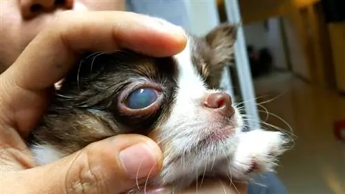 l'ulcera corneale è macchiata dal colorante fluoresceina di un cane Chi hua hua