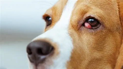 Un chien Beagle souffre de la maladie des yeux de cerise