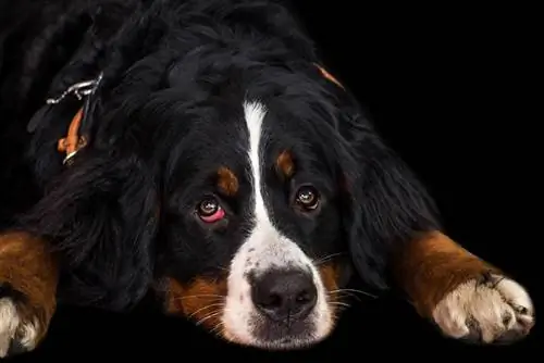 anjing gunung bernese berbaring dengan mata merah