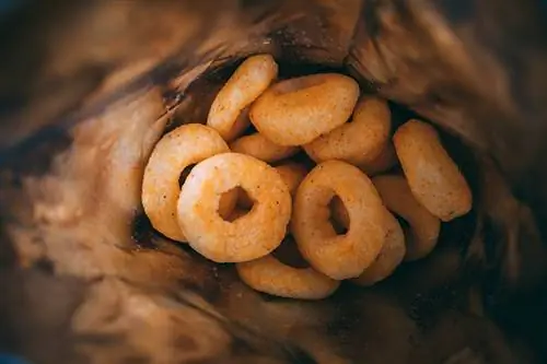 Cachorro pode comer Funyuns? O que a ciência diz