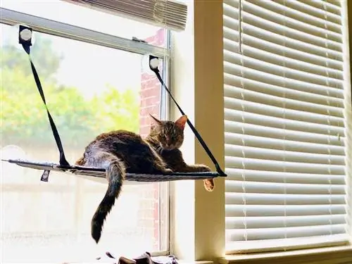 gato relaxando em seu poleiro de janela