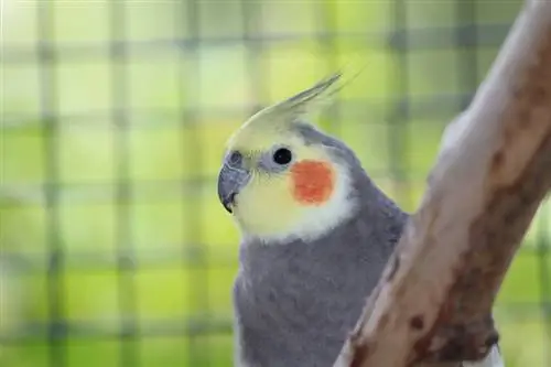 Cockatiel Yellowface à l'intérieur de la cage