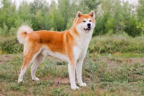 anjing akita berdiri di luar