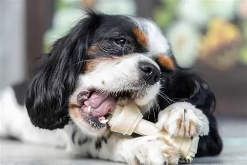 Kavaliera karaļa Čārlza spaniels, kas ēd suņa kārumu