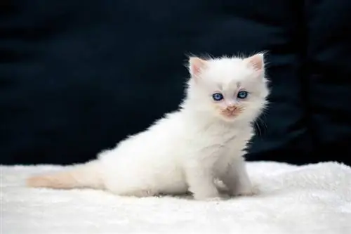 anak kucing ragdoll duduk di atas selimut lembut