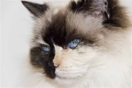 ragdoll putih dan hitam dengan mata biru