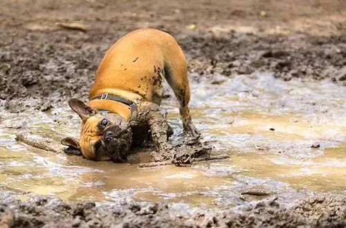 Hvorfor kan hunde lide mudder? Hundens adfærd forklaret