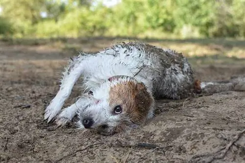 jack russell hond in een modderpoel