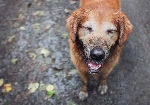 lerig golden retriever i regnet