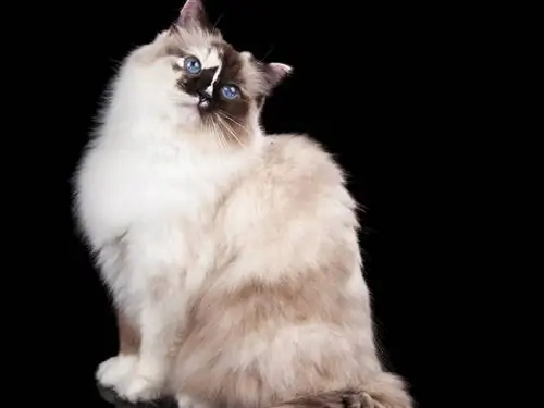 Ragdoll Tortoiseshell Cat: Mga Katotohanan, Pinagmulan & Kasaysayan (May Mga Larawan)