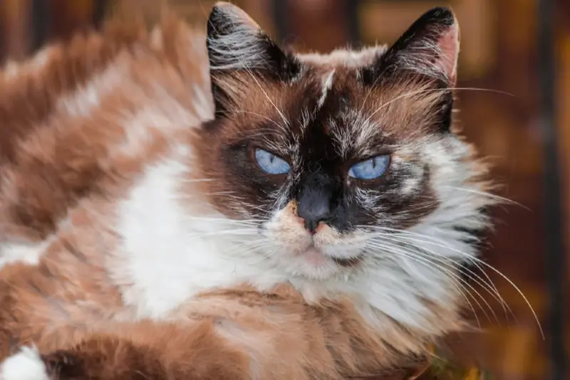 Šokolādes Tortie Point Ragdoll kaķis