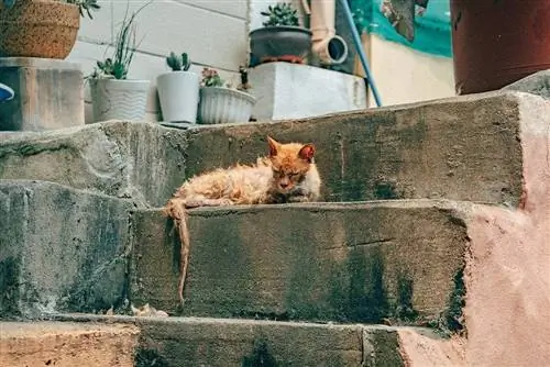 açık havada tek başına ölmekte olan kedi