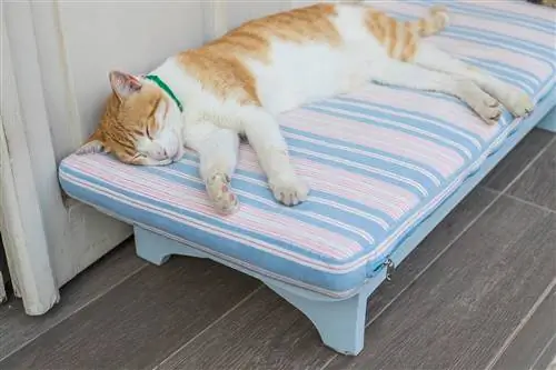 3 DIY Self-Warming Cat Bed Plans You Can Make Today (Nrog duab)