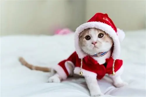 kucing mengenakan kostum santa claus