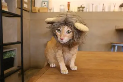 pusang nakasuot ng lion head costume