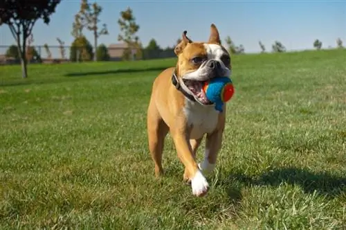 boston terrier játszik