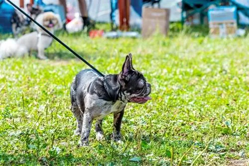 Entrenamiento con correa de boston terrier