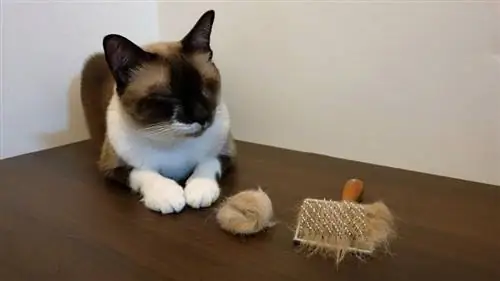 kucing muda duduk di atas meja kayu dengan hairball