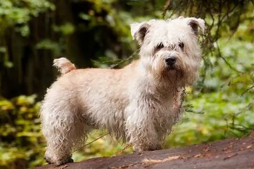 Glen dari Imaal Terrier