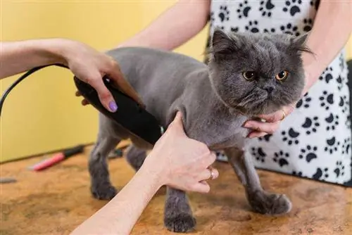 9 Gunting Rambut Kucing Terbaik – Ulasan 2023 & Pilihan Teratas