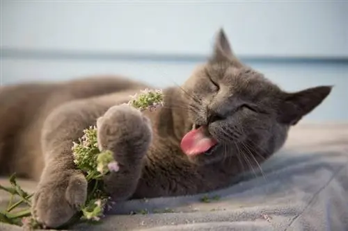 10 Meilleures Herbes À Chats Pour Chats – 2023 Avis &