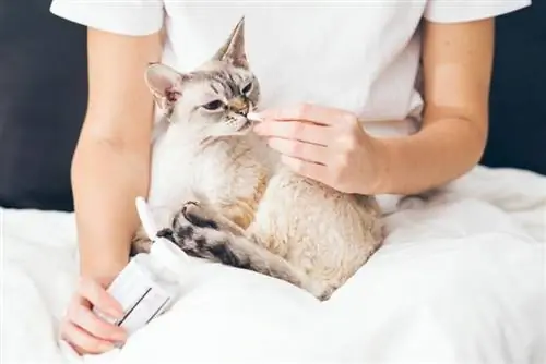 gato tomando vitaminas