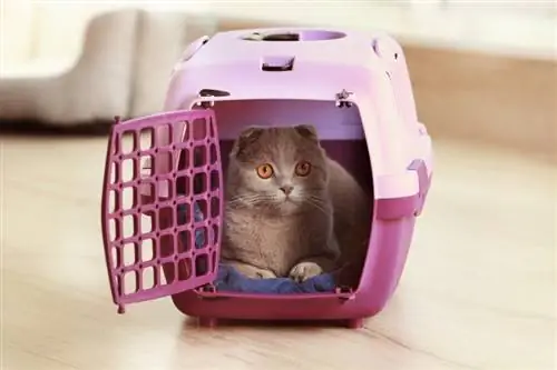 10 Pinakamahusay na Airline-Approved Cat Carrier para sa mga Eroplano – 2023 Mga Review & Mga Nangungunang Pinili