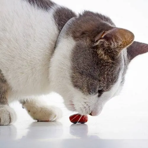 gato comiendo albóndigas