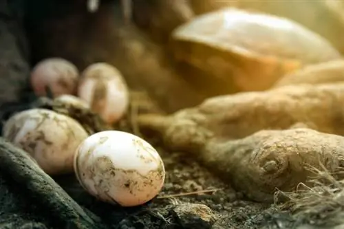 Nahaufnahme von Schildkröteneiern auf dem Boden