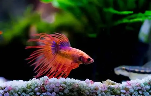 Một con betta đỏ bơi trên sỏi nhiều màu trong bể trồng cây