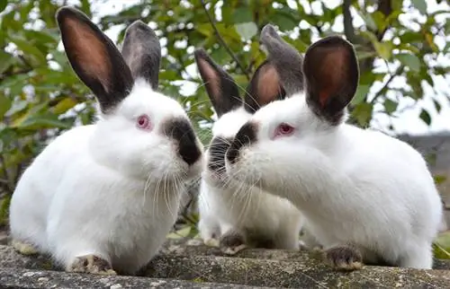 groupe de lapins californiens