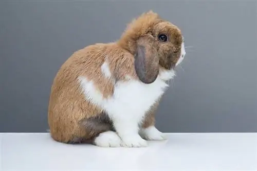 weißbraunes Holland-Lop-Kaninchen