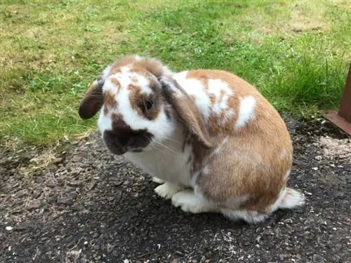 Lapin bélier anglais