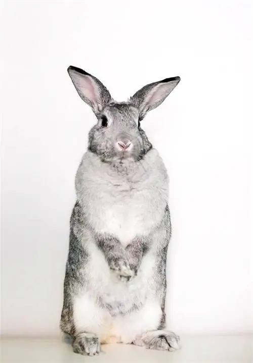 Հսկա Chinchilla Rabbit կանգնած