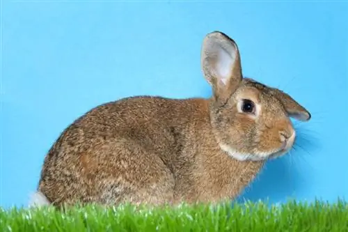 Lapin Palomino