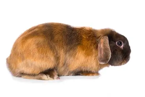 Braunes Satinkaninchen auf weißem Hintergrund