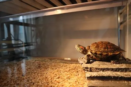 Haustierschildkröte. Rotohrschildkröte im Aquarium