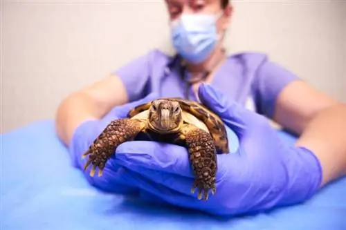 toshbaqa veterinar qo'lida