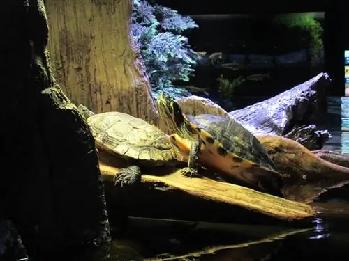 Gelbbauch-Schmuckschildkröten versammeln sich auf der Wärmelampe